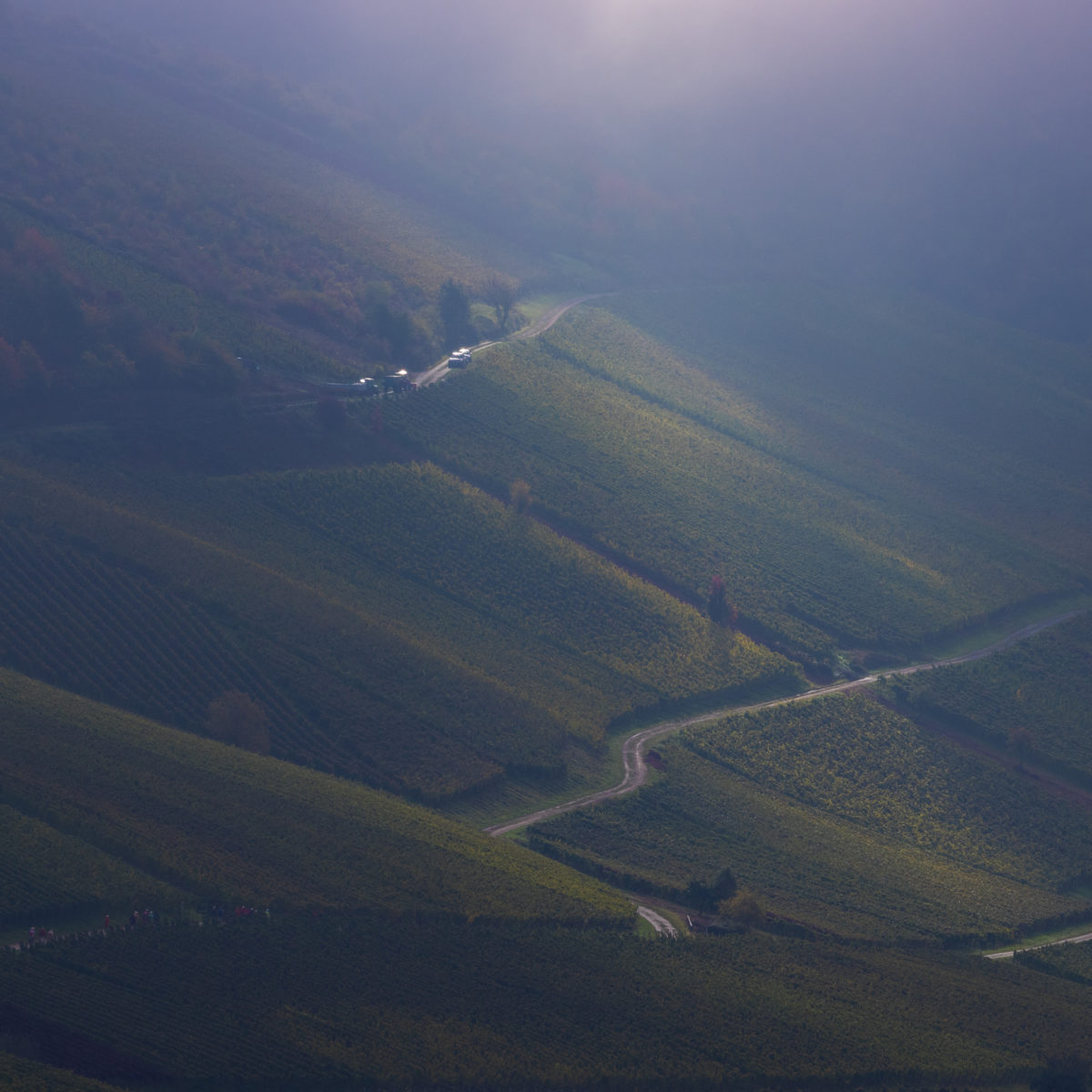 The wine must come from somewhere - Rheingau is not only home to countless castless but countless vineyards, too