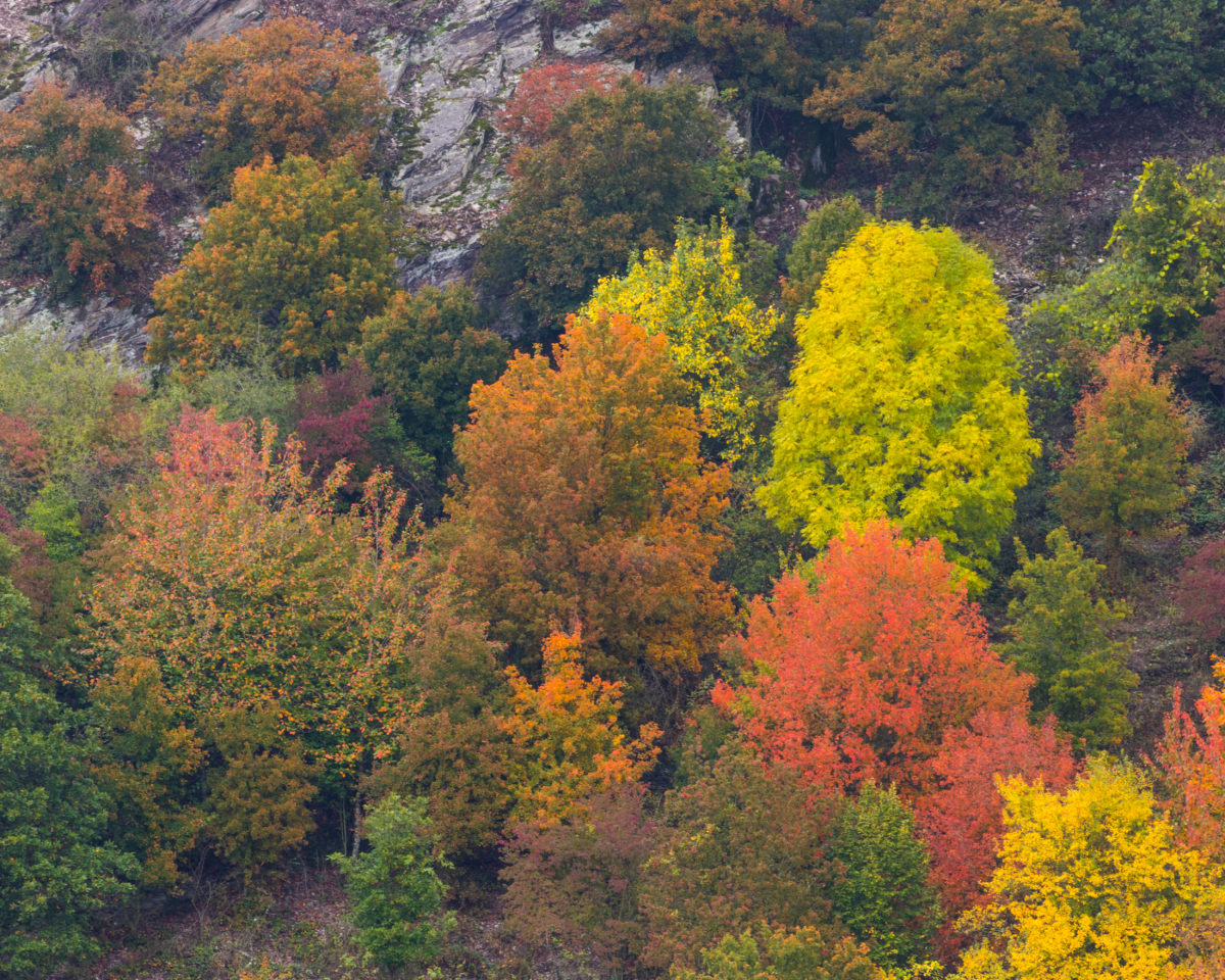 The beauty of the Rhine Valley dwells also in its nature