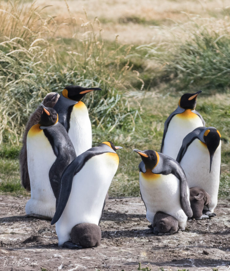 King penguins having a chat about raising children, Parque Pinguino Rey, Tierra del Fuego, Patagonia, Chile