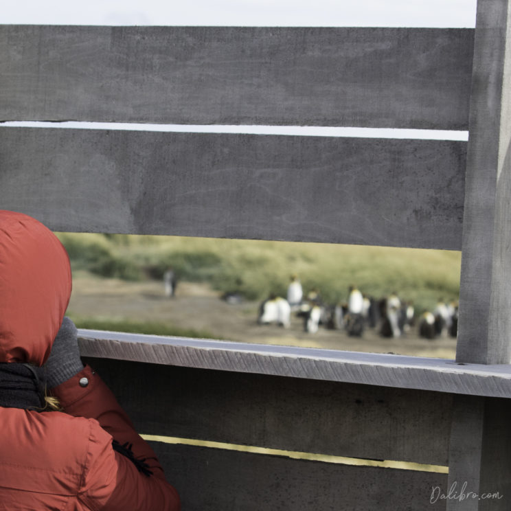 Tourist observing the penguins at Parque Pinguino Rey, Onaisin, Tierra del Fuego. This is the distance you have to respect.