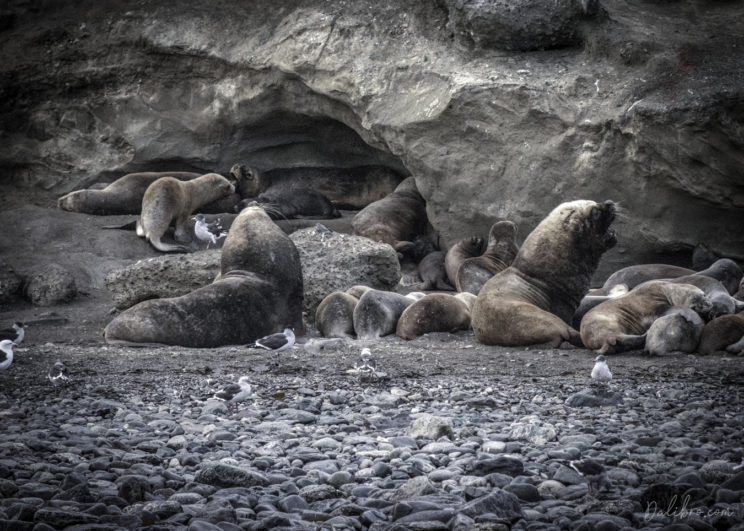 Pretty far away to take a decent picture from a boat but still a great experience! Sea lions at Isla Marta, Strait of Magellan, Patagonia Chilena