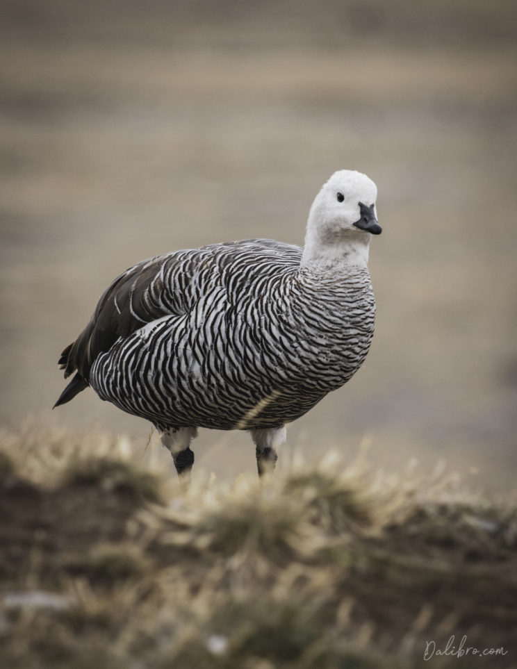 Black and white striped magellanic goose, these birds are such elegant birds! Strait of Magellan, Chile