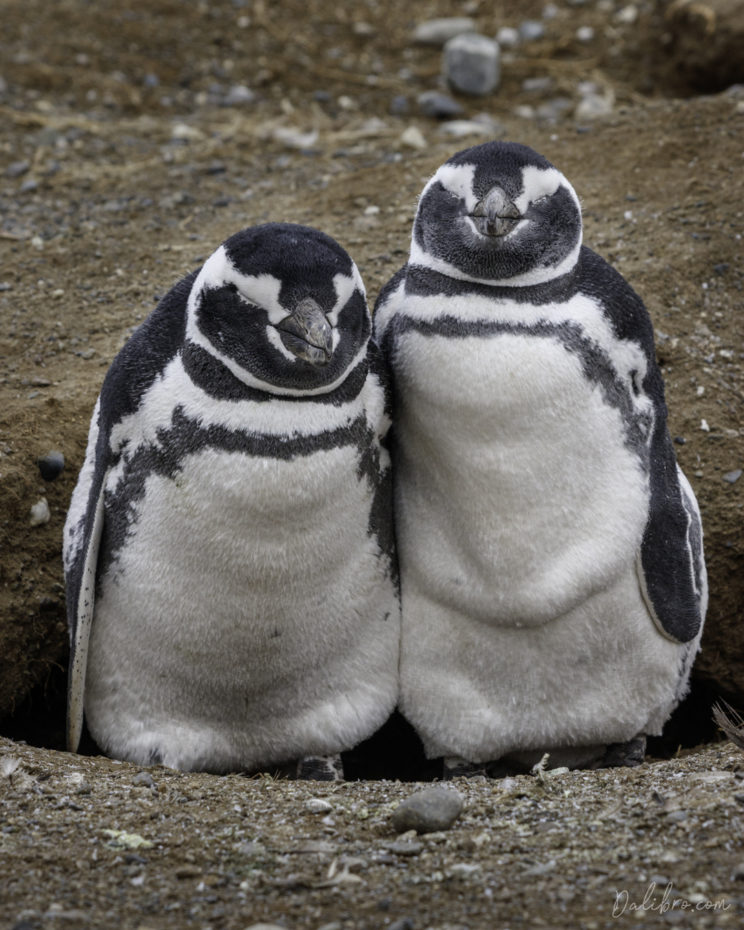 Penguin brothers are chilling on Isla Magdalena, Strait of Magellan, Chile