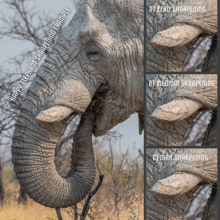 Happy elephant sharpening example - does software help you take sharper photos?
