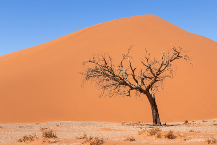 Dune 45, Sossusvlei from below