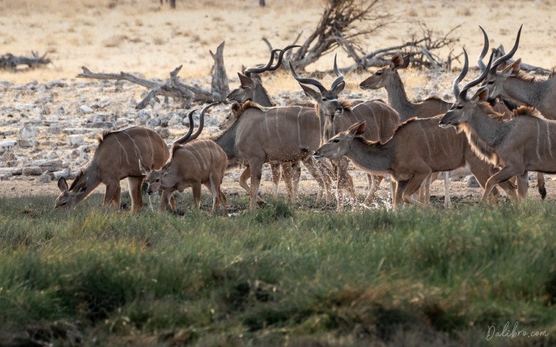 We started the morning by photographing a herd of thirsty kudus in beautiful soft light.