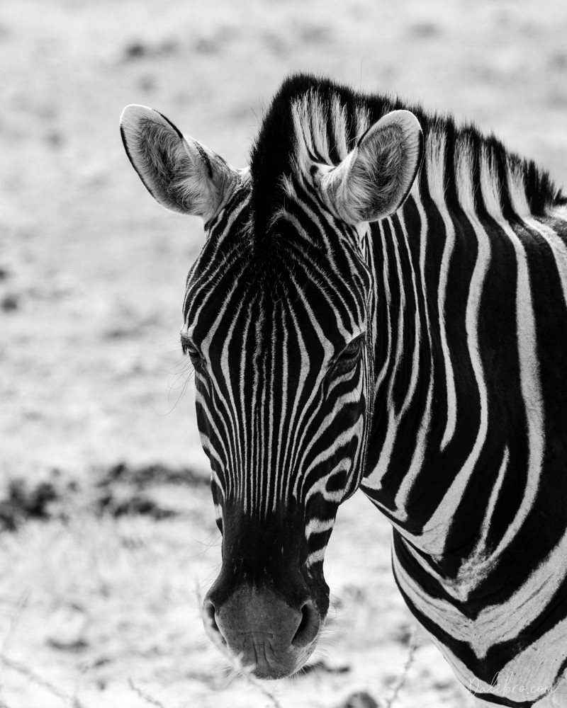 Expect animals as soon as you get behind one of Etosha's gates - zebras, warthogs, giraffes, they all come to say hello.
