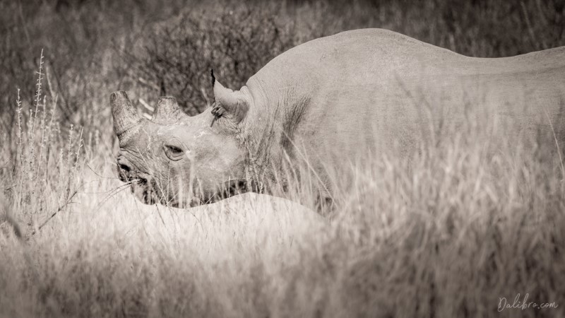 Having the chance to photograph rhinos is rather rare but we were lucky to have three of them crossing the road right in front of us!