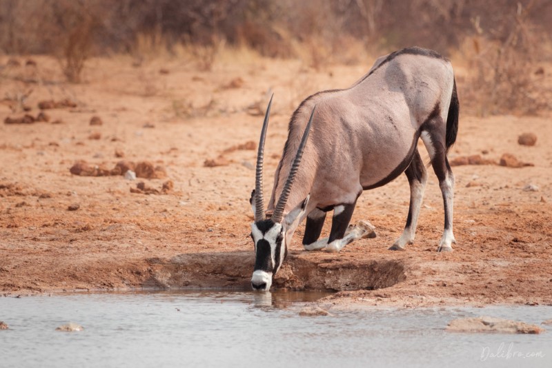 Oryx arrived to one of Etosha's several man-made waterhole 