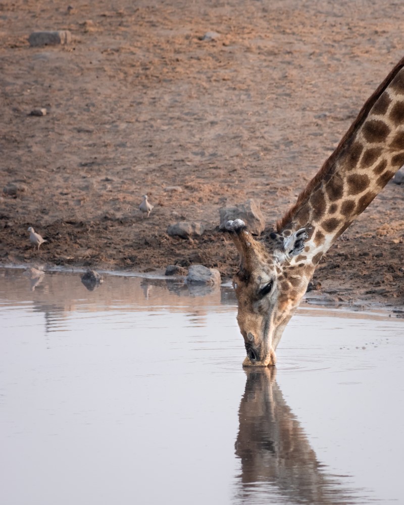 I dreamed about photographing giraffes 'kissing' the water for a long time. Thank you, Etosha!