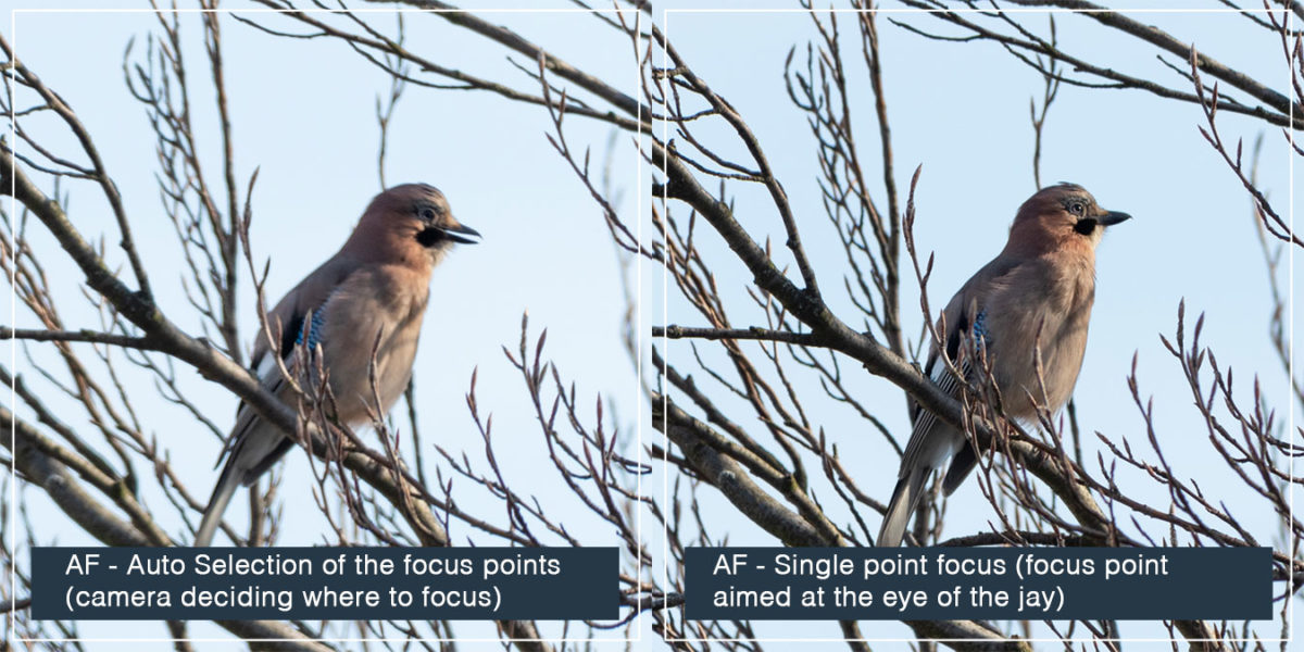 Auto Focus - example of the Auto Selection vs Single point focus. Single point focus can make your images significantly sharper!