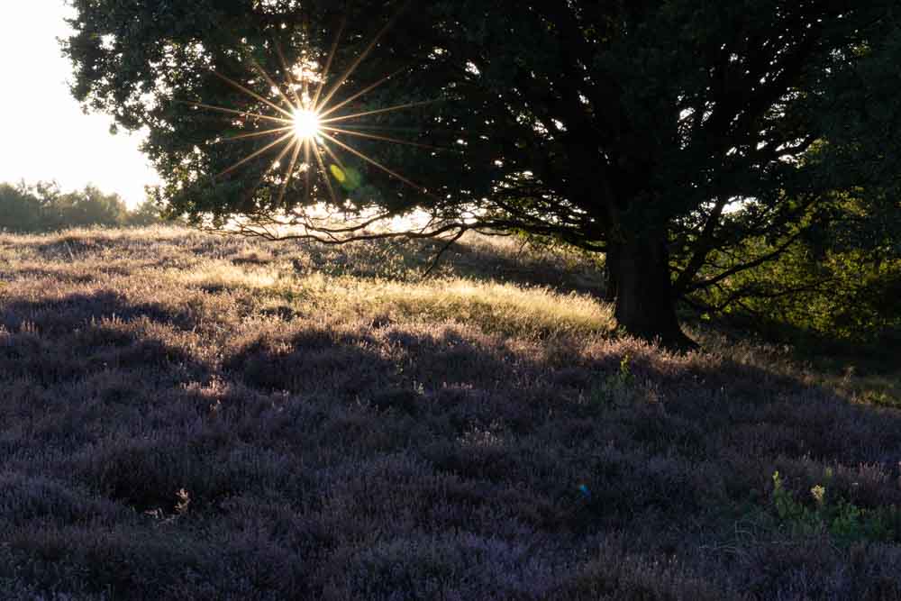 beautifully exposed sunstar