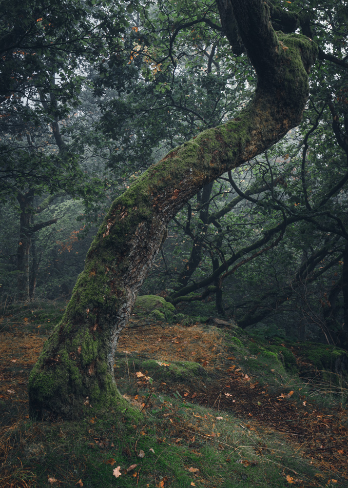 I tried to keep things simple here - what interested me the most was the curve of the tree trunk. So I made it my subject. Later I emphasized those lovely earthy tones and greens in the editing process.