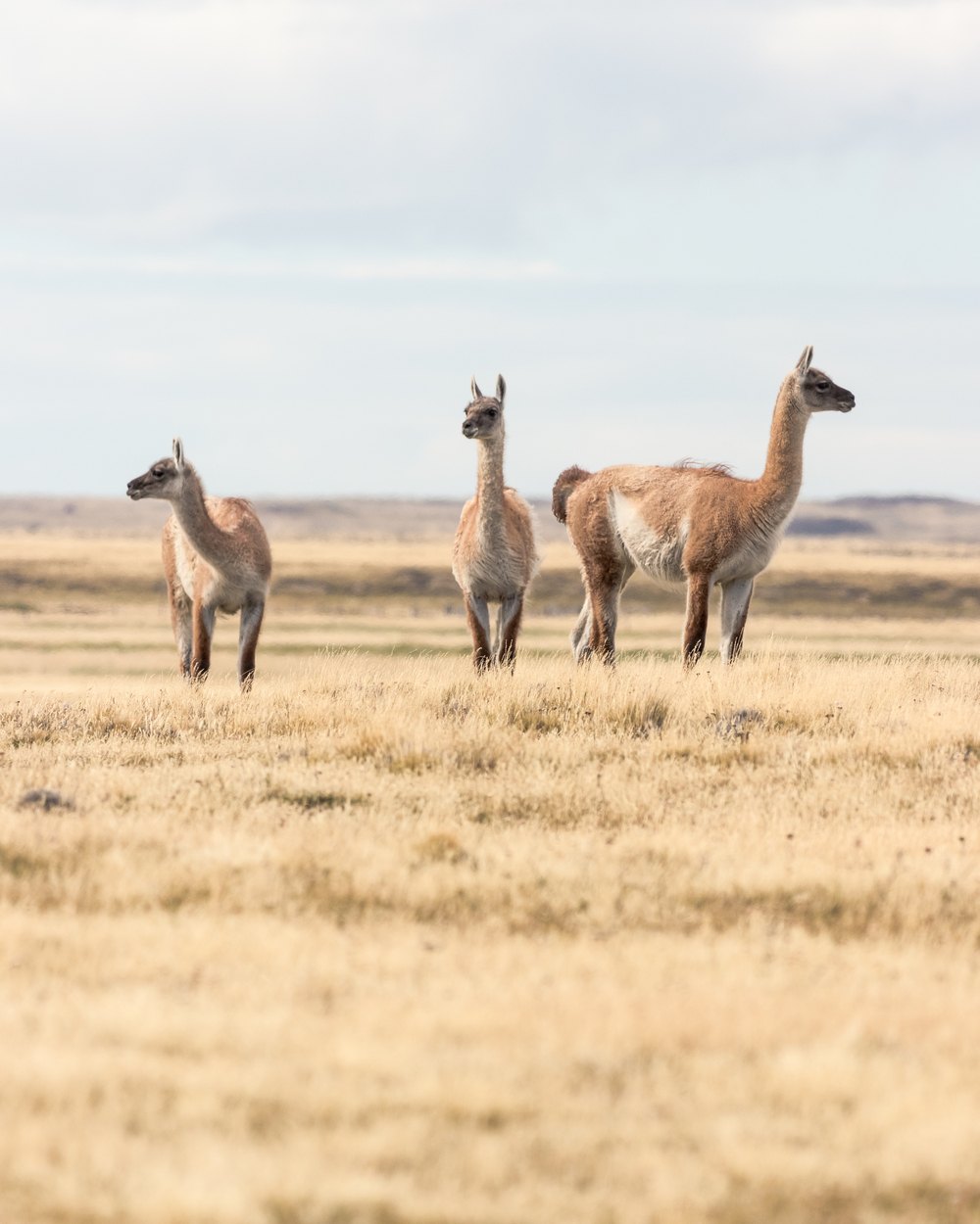 The chilean side of Tierra del Fuego is a home to many guanacos.