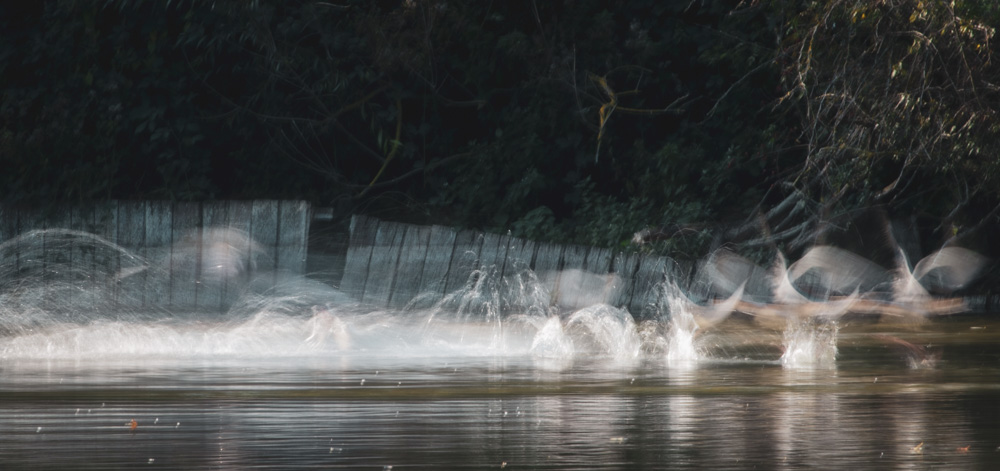 Fighting geese - unlike the previous one, this image was captured without camera panning. There was a sudden fight between a couple of geese. Using 1/2 second exposure and the movement of the birds, I attempted to get something a bit more abstract. Canon 80D | 300mm | f32 | 1/2 sec | ISO100