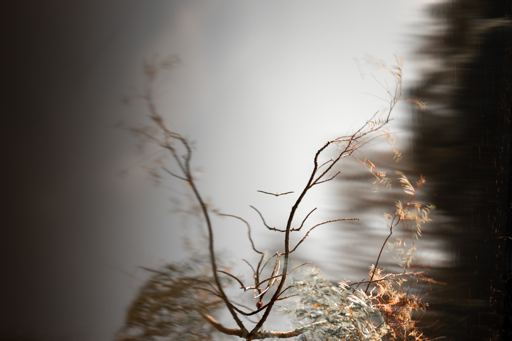 When I saw this branch above the water, I thought - "Well, if I rotated the image clockwise by 90 degrees, it would look like antlers". I found it funny, so why the hell not? Canon 80D | 45mm | f8 | 30 sec | ISO100 