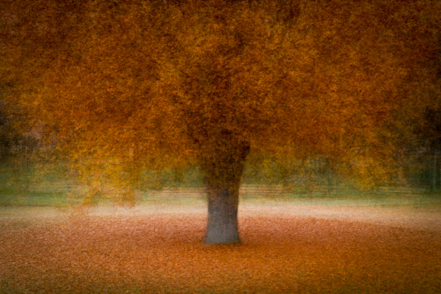 An 'in the round' impressionist image of a tree in a city park.