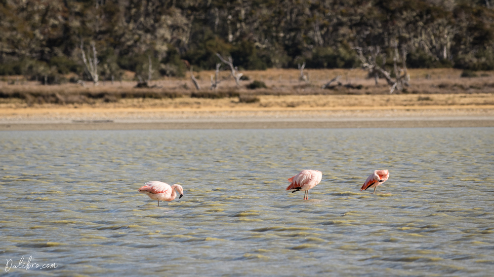 Elegant flamingos in Tierra del Fuego, Patagonia, Chile