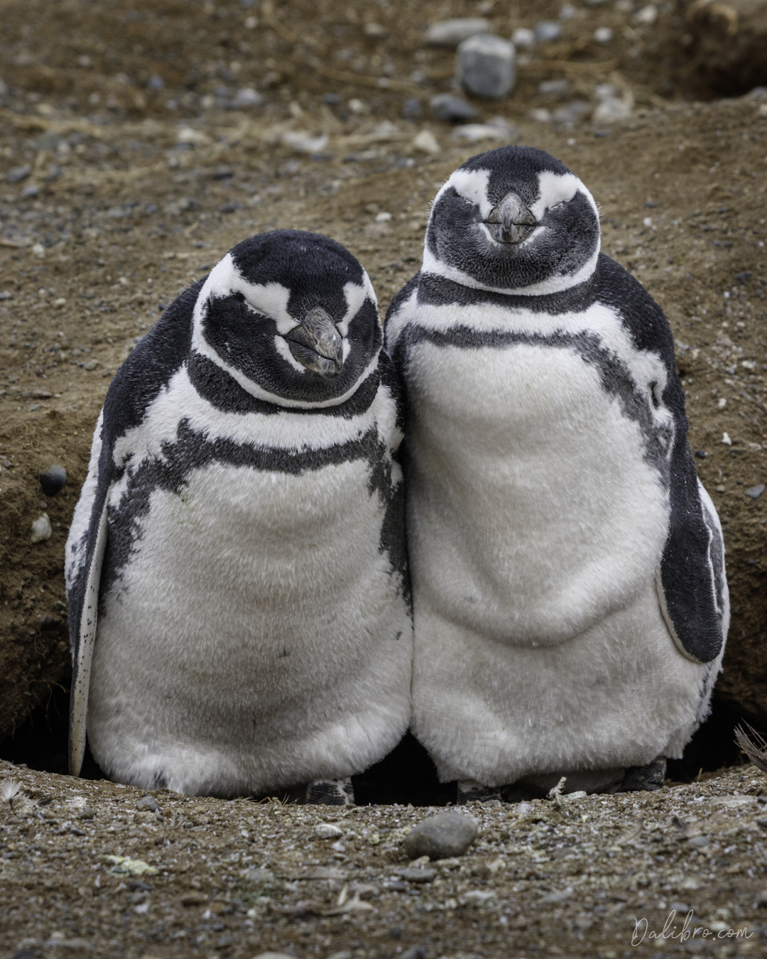 Penguin brothers are chilling on Isla Magdalena, Strait of Magellan, chile