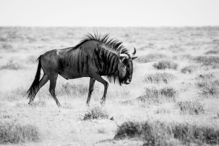 You can always see small all large groups of animals wandering to the next waterhole.