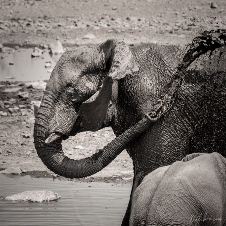 Elephants arrived during the day to Moringa, Etosha in order to take a shower.