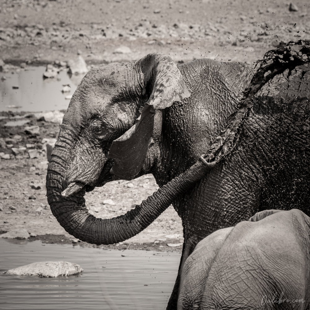 Elephants arrived also during the day to Moringa, Etosha in order to take a shower.