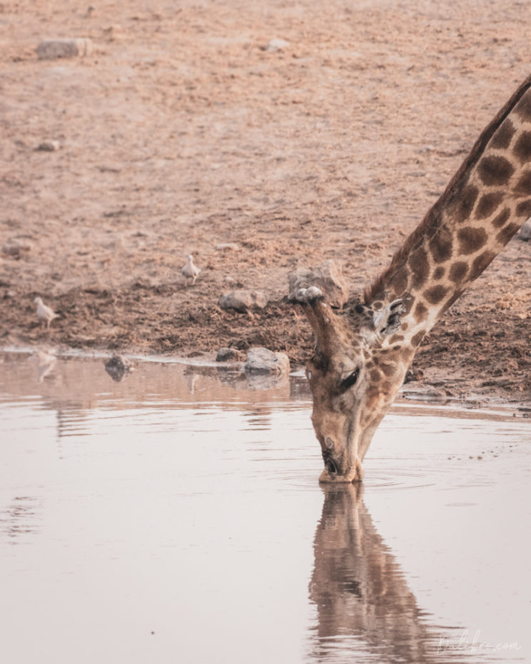 I dreamed about photographing giraffes 'kissing' the water for a long time. Thank you, Etosha!