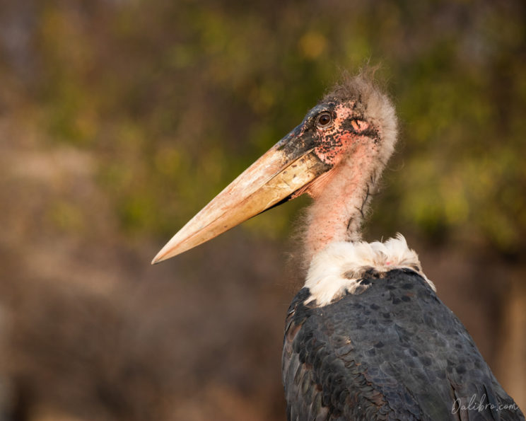 Marabou stork posing for camera - if you enjoy birdwatching, prepare to be amazed!