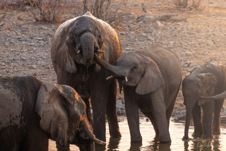 We were lucky to photograph a massive elephant party during sunset at Moringa waterhole (Halali camp)